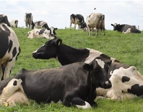 cows.PNG