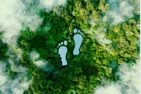 green.PNG